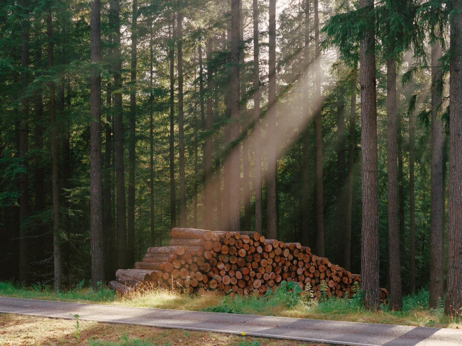Holzpolter an einem Forstweg, Morgenlicht fällt durch den Bestand